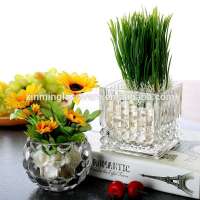 Clear Glass Plant Pot With Different Deign For You